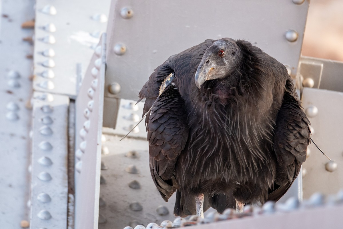 California Condor - ML647590480