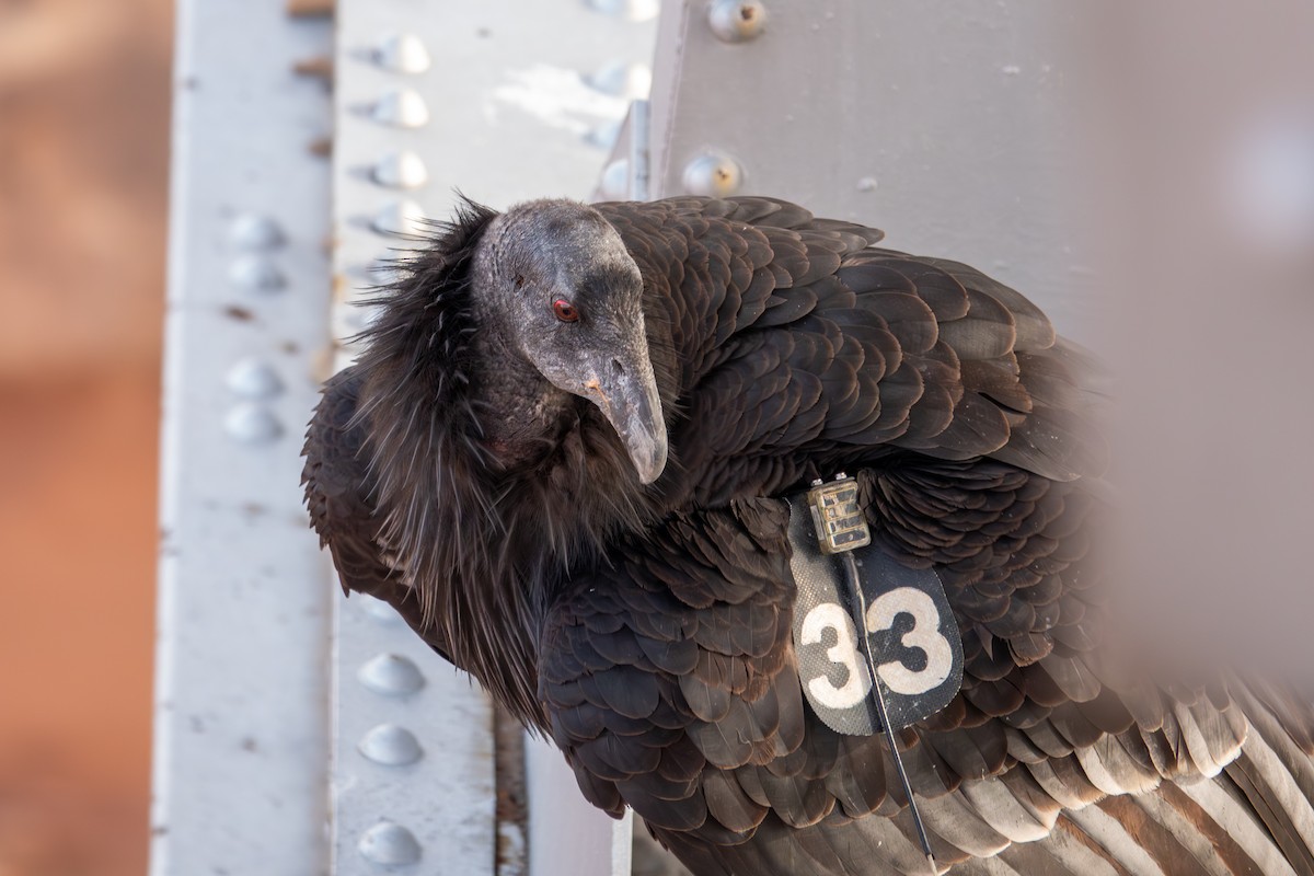 California Condor - ML647590481