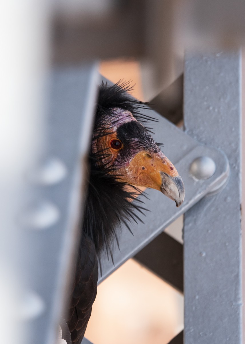 California Condor - ML647590482