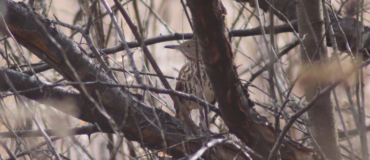 Cuitlacoche Rojizo - ML647590485