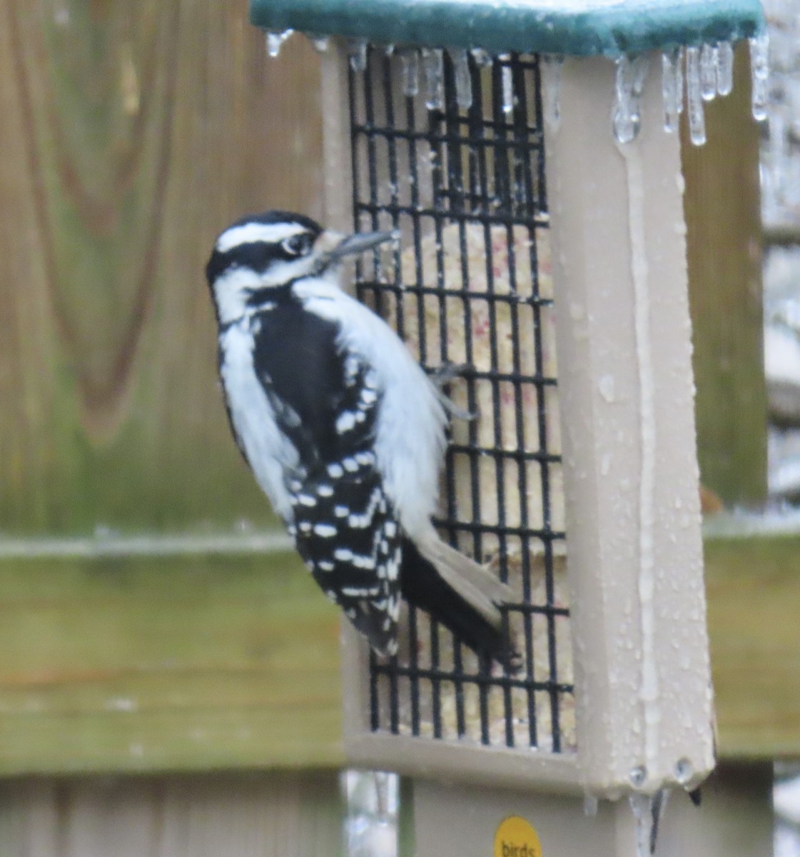 Hairy Woodpecker - ML647590488