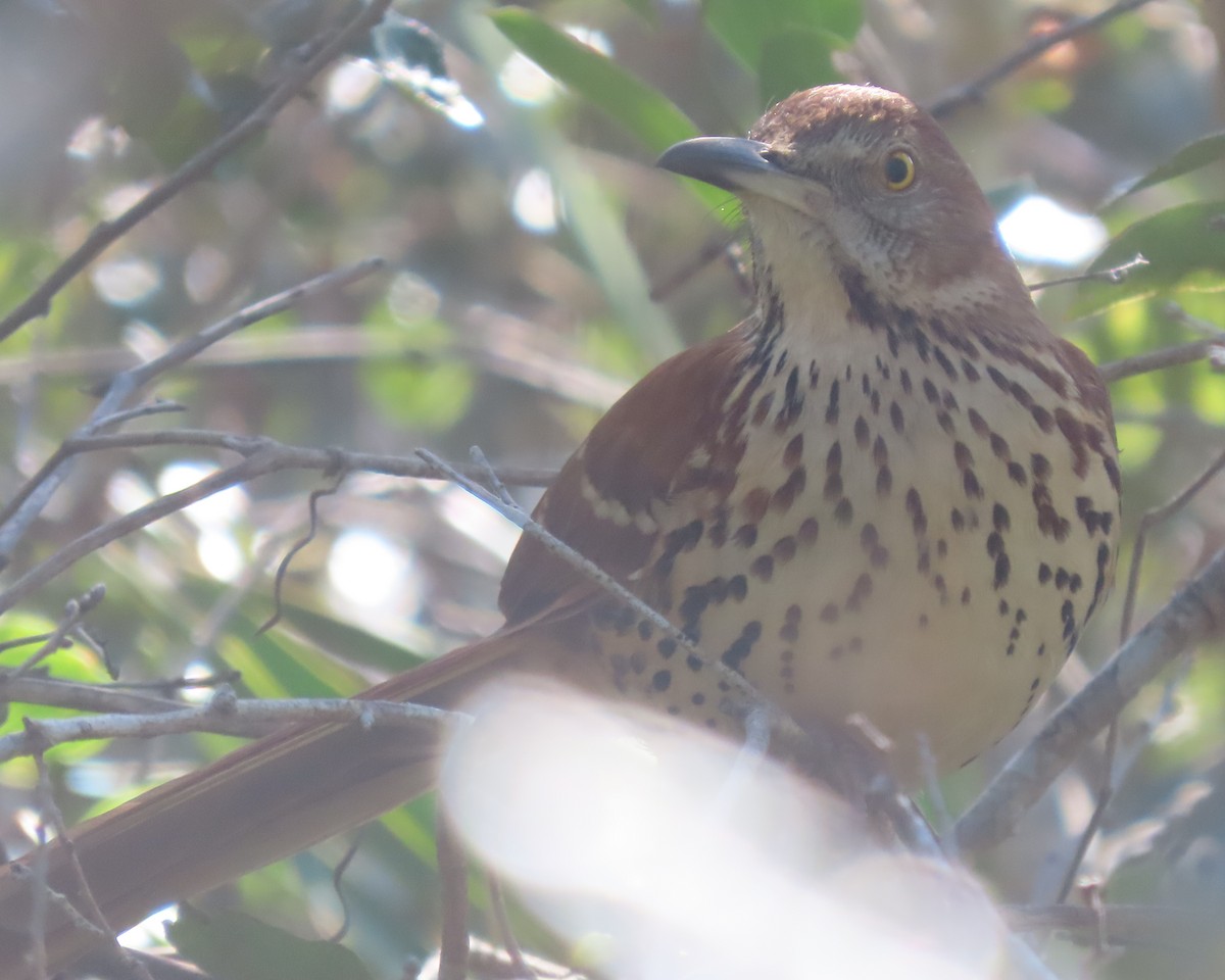 Cuitlacoche Rojizo - ML647590492