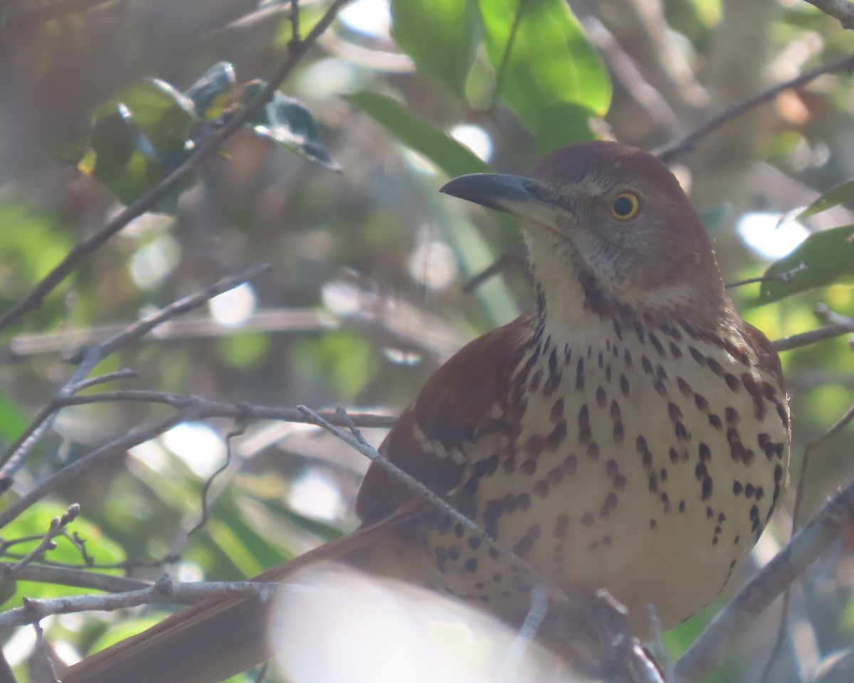 Cuitlacoche Rojizo - ML647590494