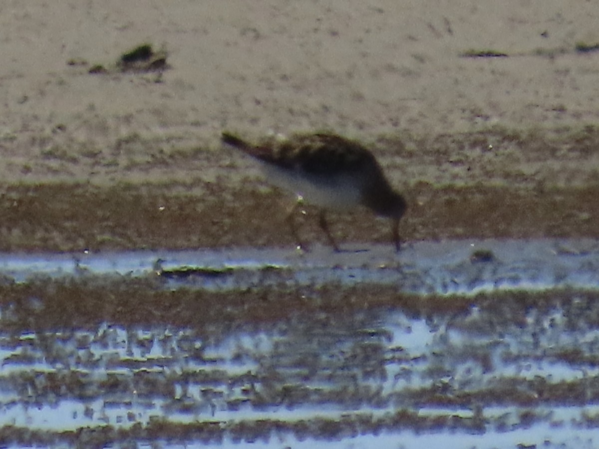 Kıyı Çamurçulluğu - ML647590502