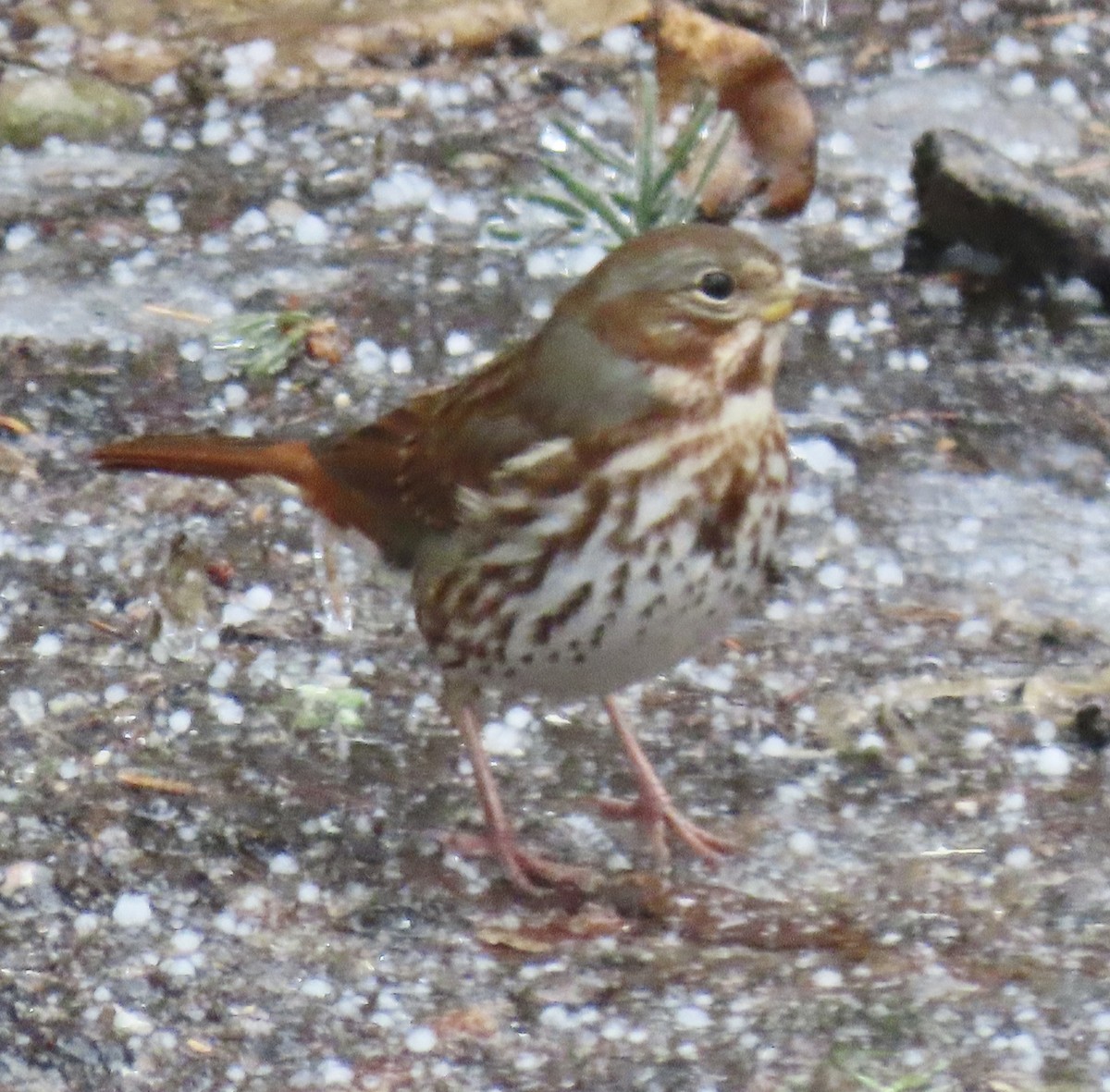 strnadec kaštanový (ssp. iliaca/zaboria) - ML647590505
