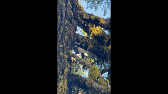 Американская кедровка - ML647590514