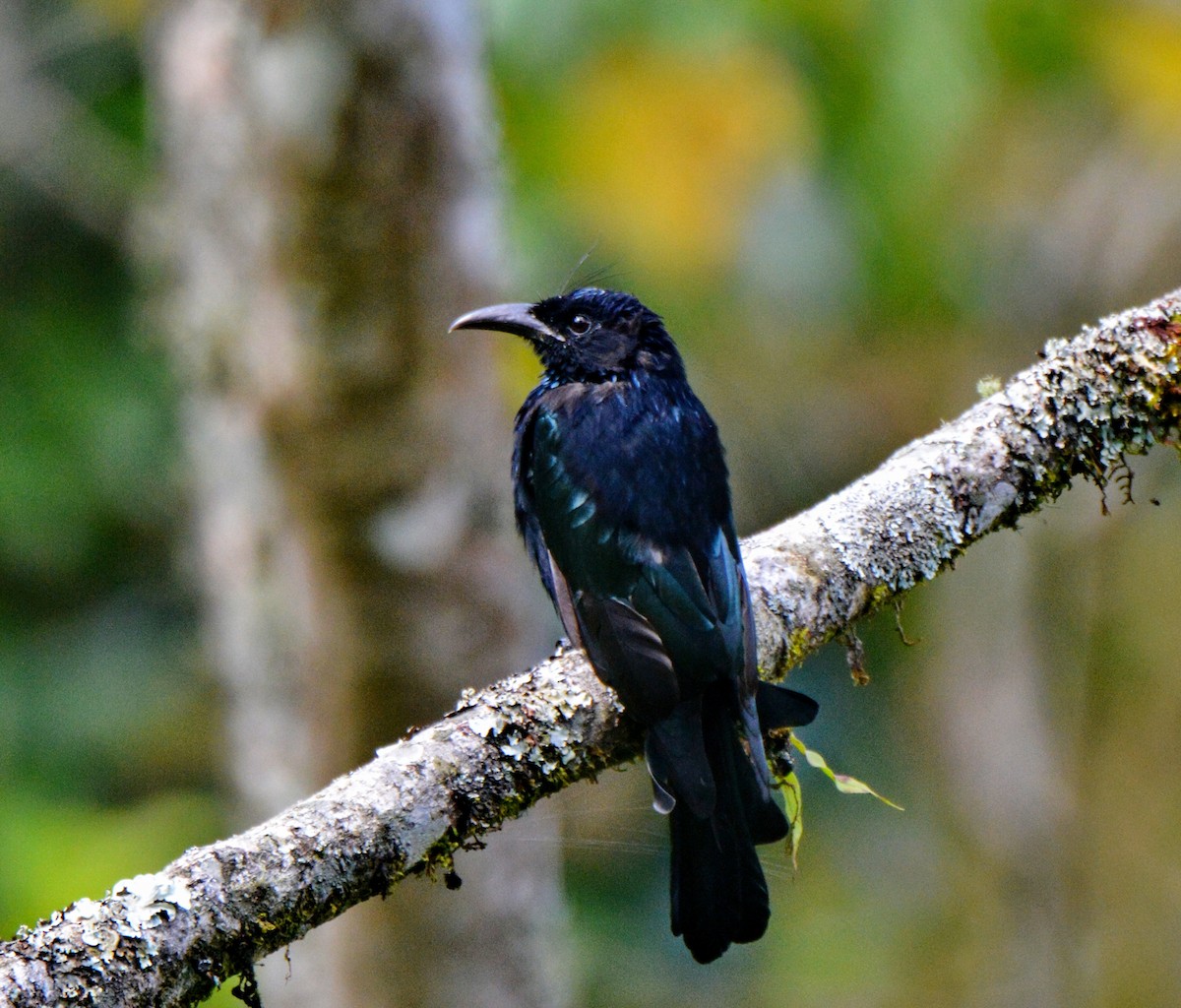 Hair-crested Drongo - ML647590520