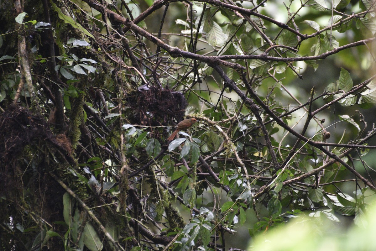 Red-faced Spinetail - ML647590538