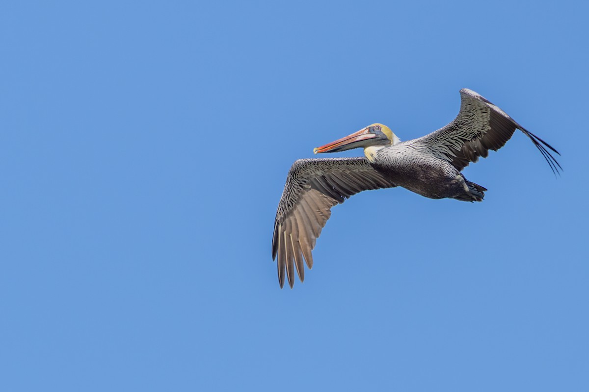 Brown Pelican - ML647590539