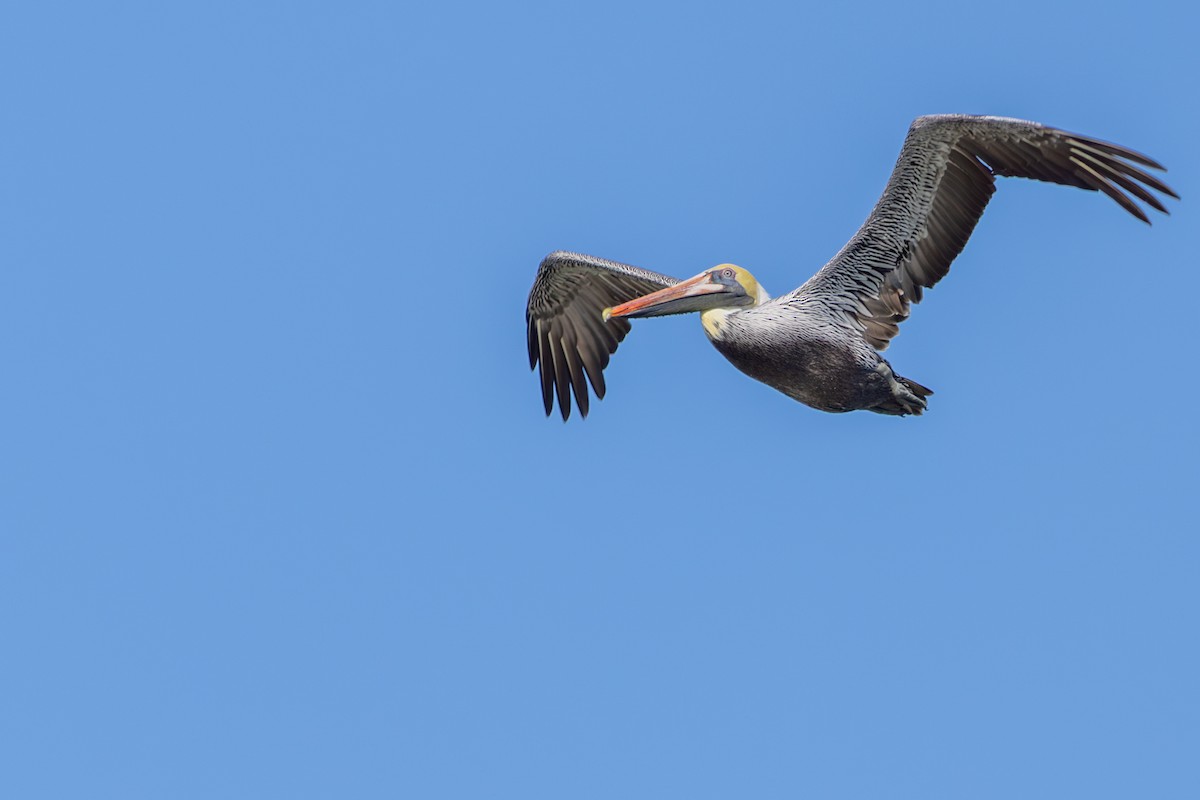 Brown Pelican - ML647590540