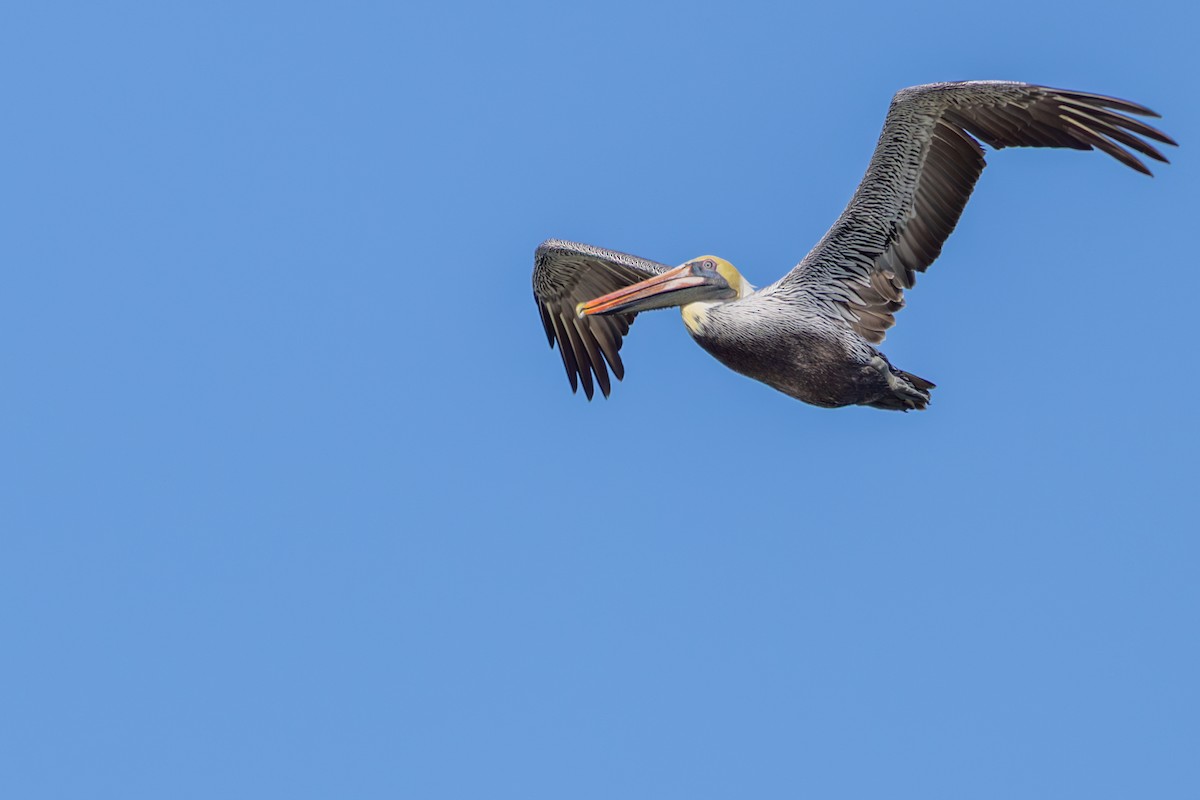 Brown Pelican - ML647590541