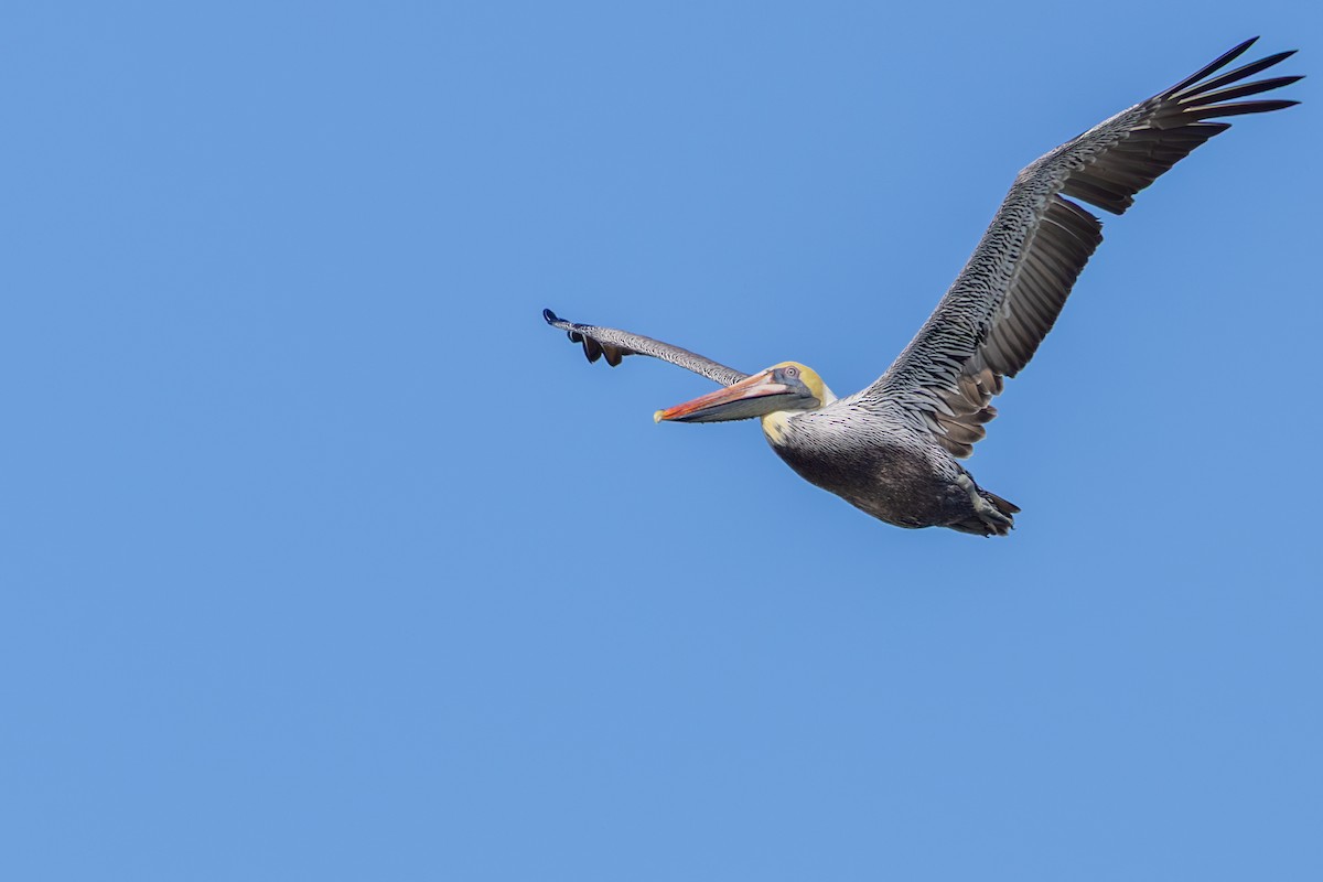 Brown Pelican - ML647590542