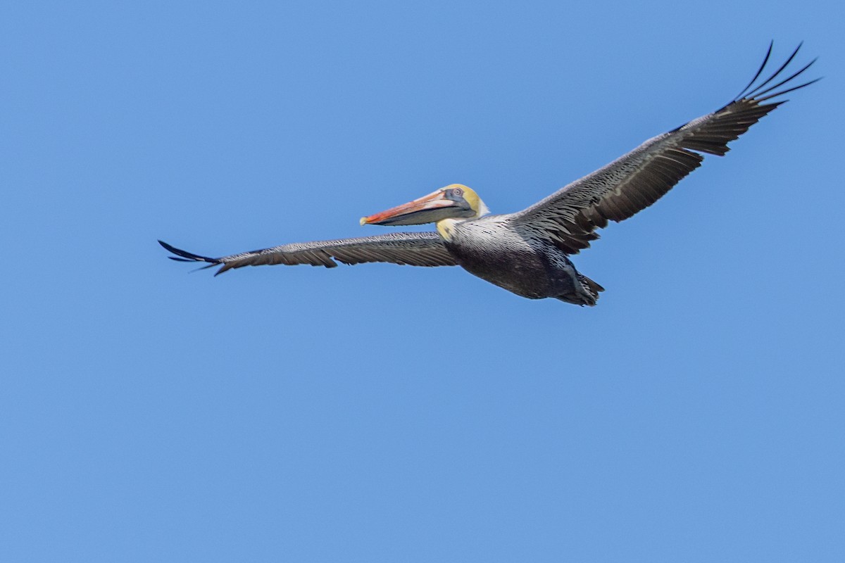Brown Pelican - ML647590543