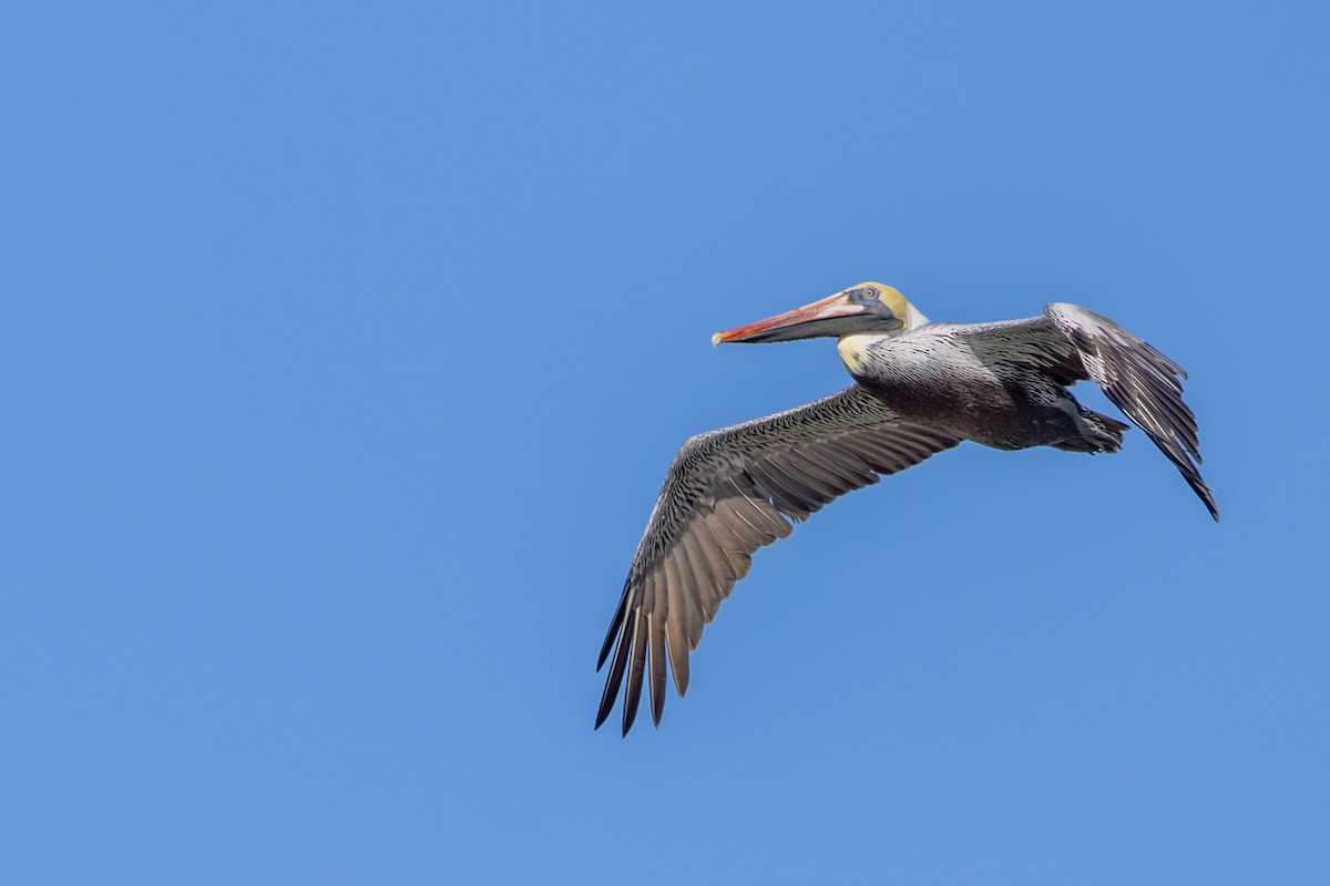 Brown Pelican - ML647590544