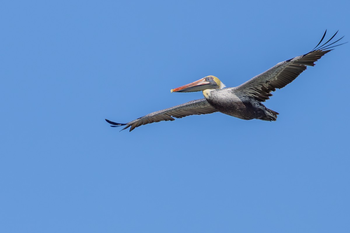 Brown Pelican - ML647590545