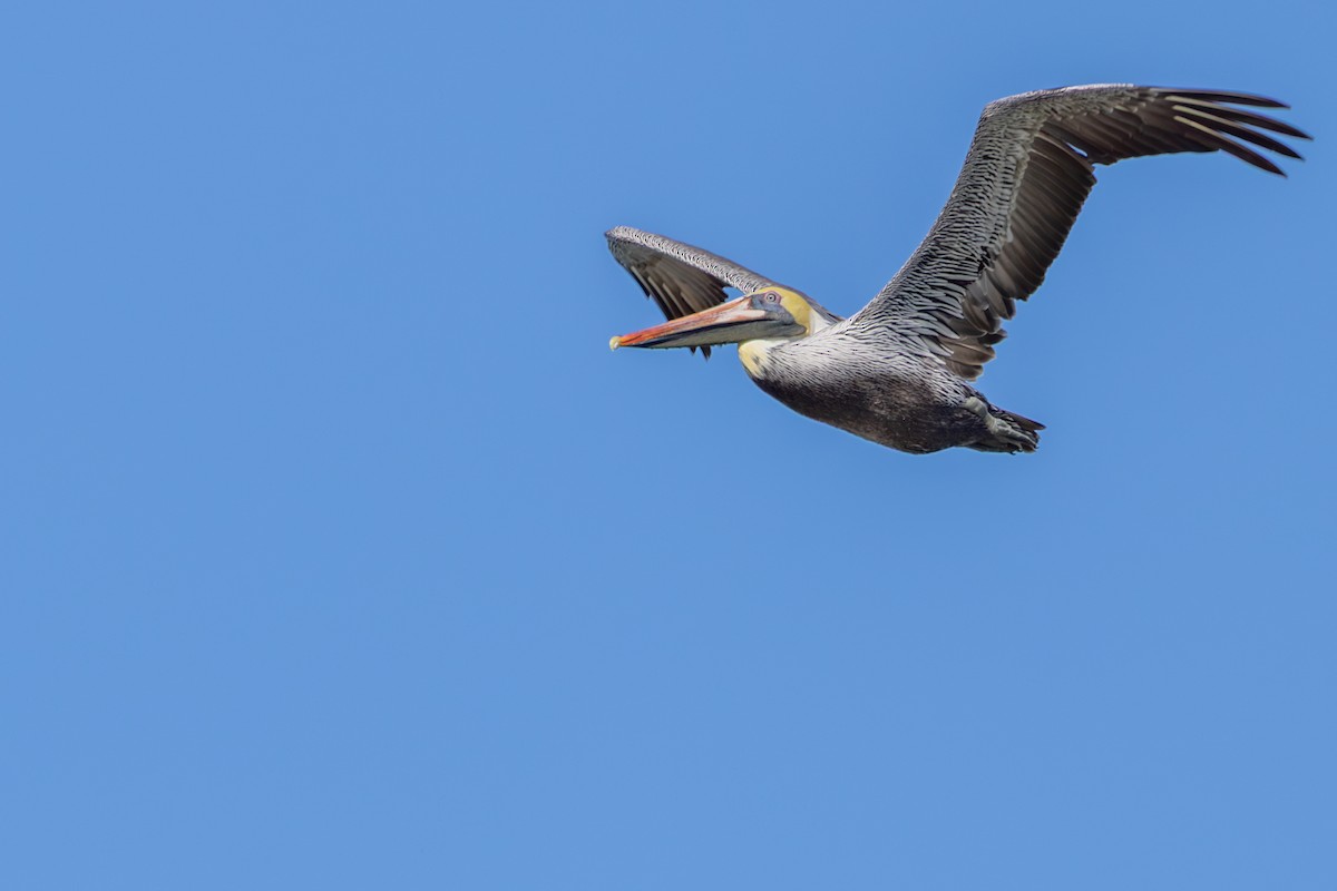 Brown Pelican - ML647590547