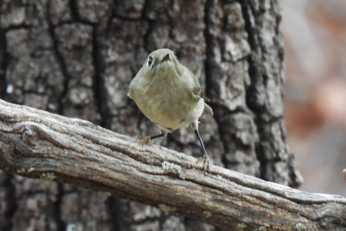 Ruby-crowned Kinglet - ML647590555