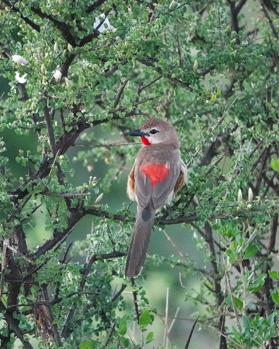 Rosy-patched Bushshrike - ML647590556