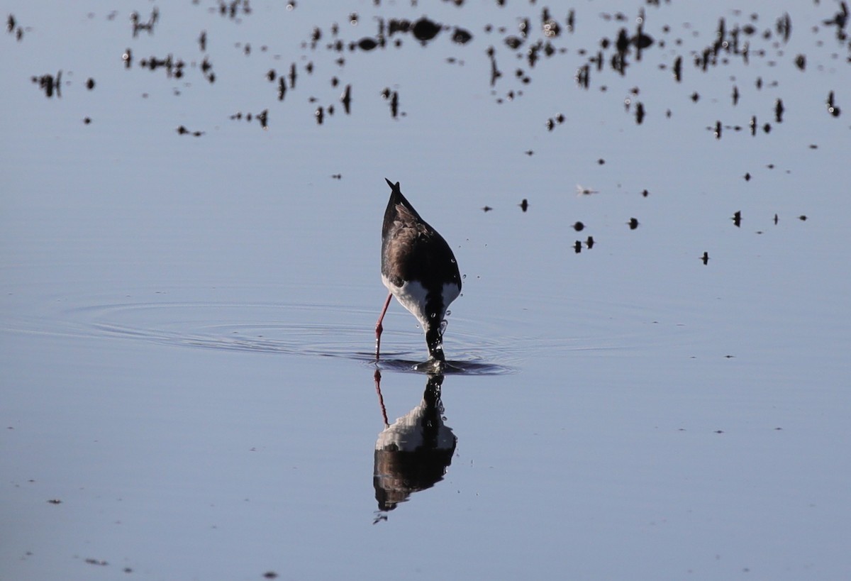 Black-necked Stilt - ML647590557