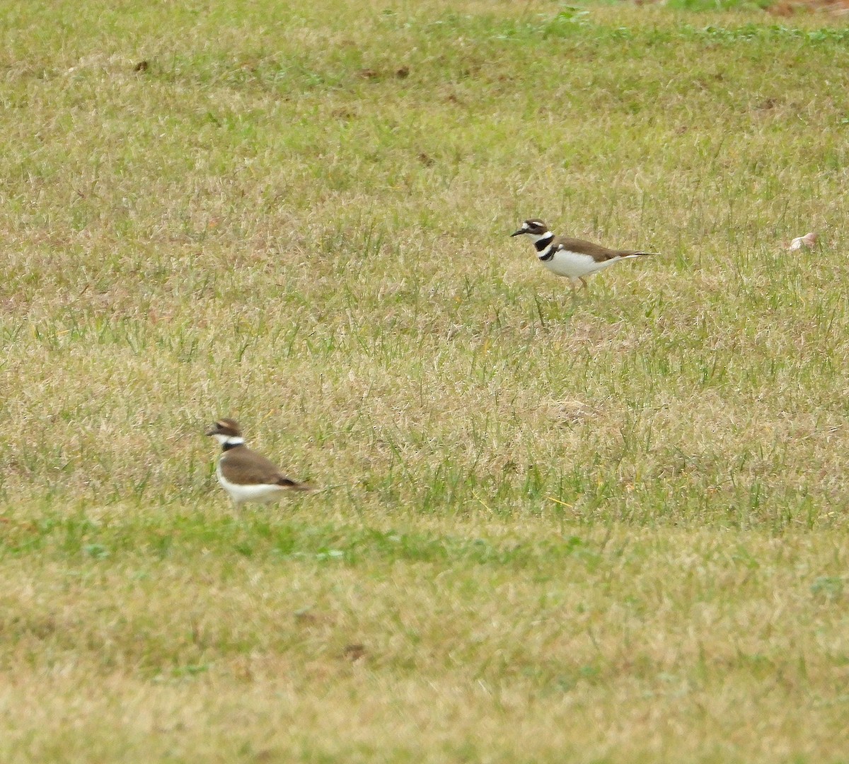 Killdeer - ML647590559