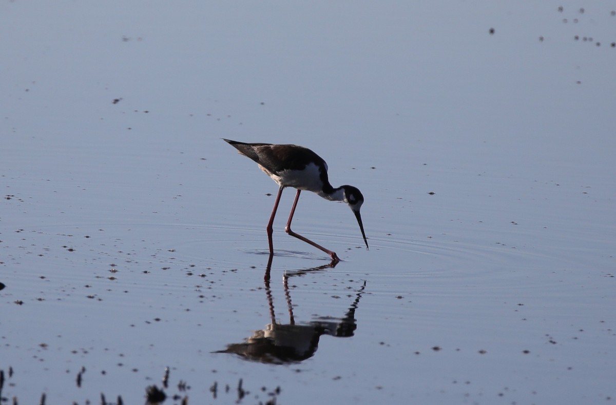 Black-necked Stilt - ML647590560