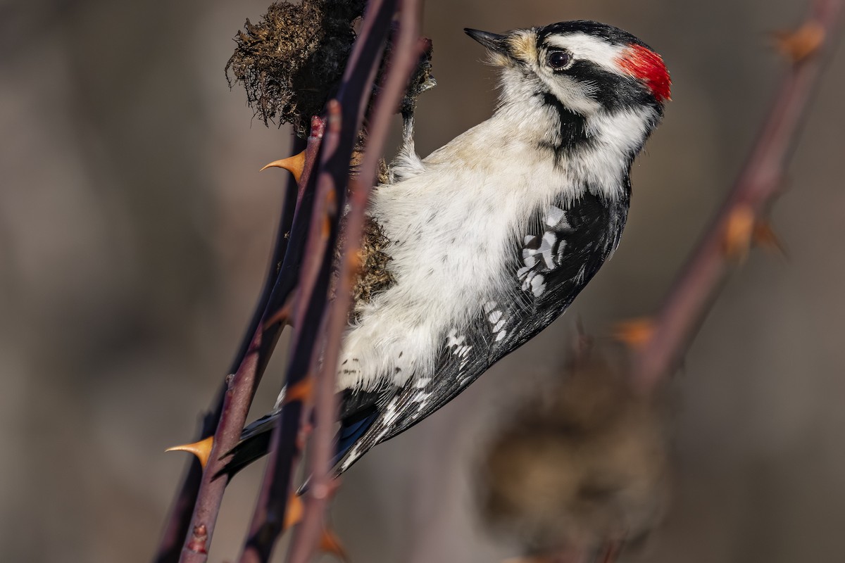 Downy Woodpecker - ML647590561