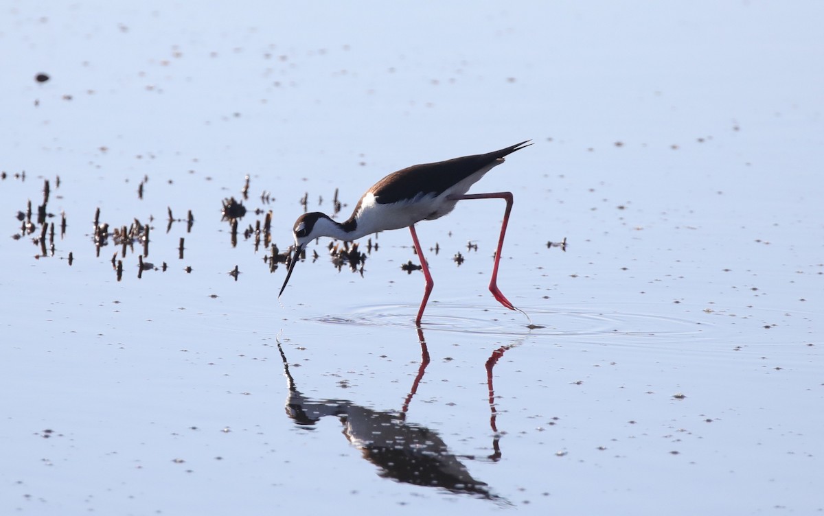 Black-necked Stilt - ML647590562