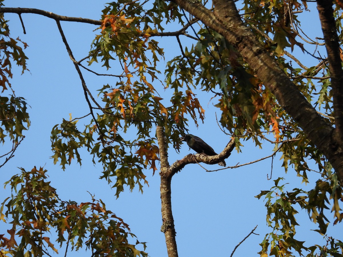 Common Grackle - ML647590563