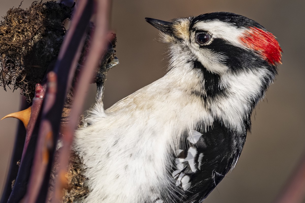 Downy Woodpecker - ML647590564