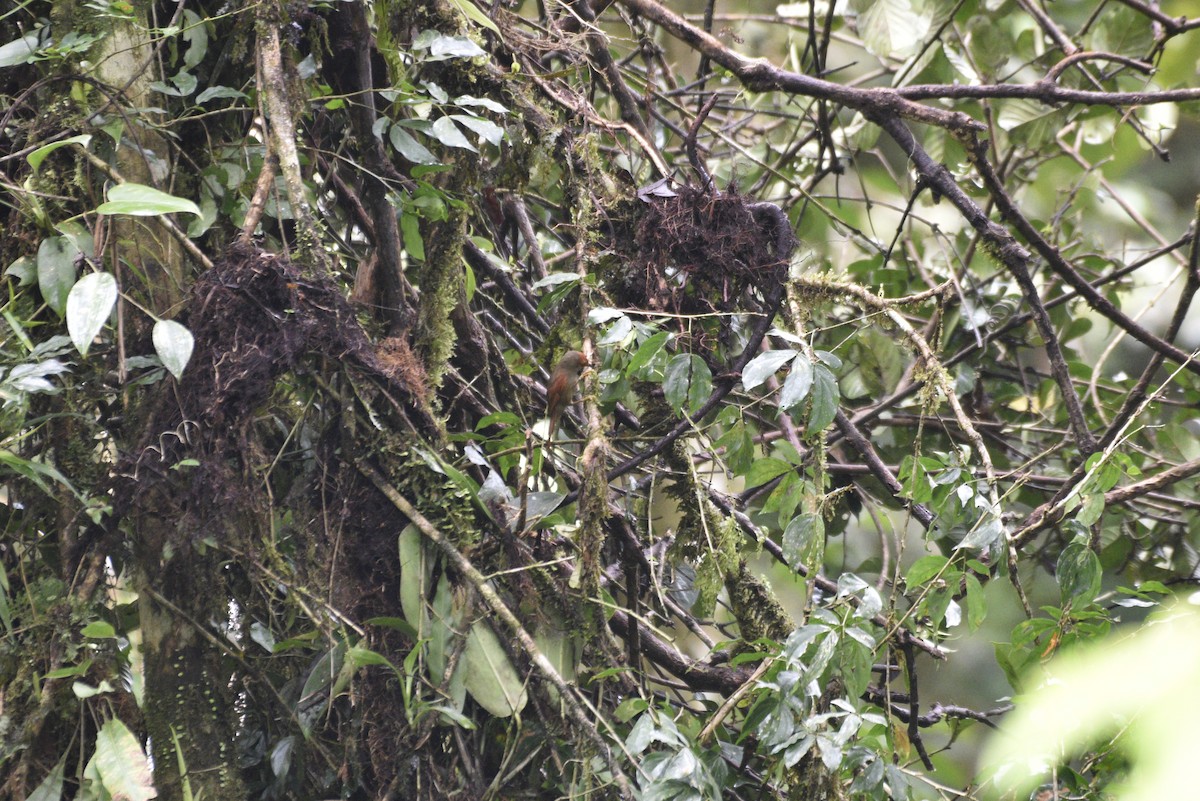 Red-faced Spinetail - ML647590566