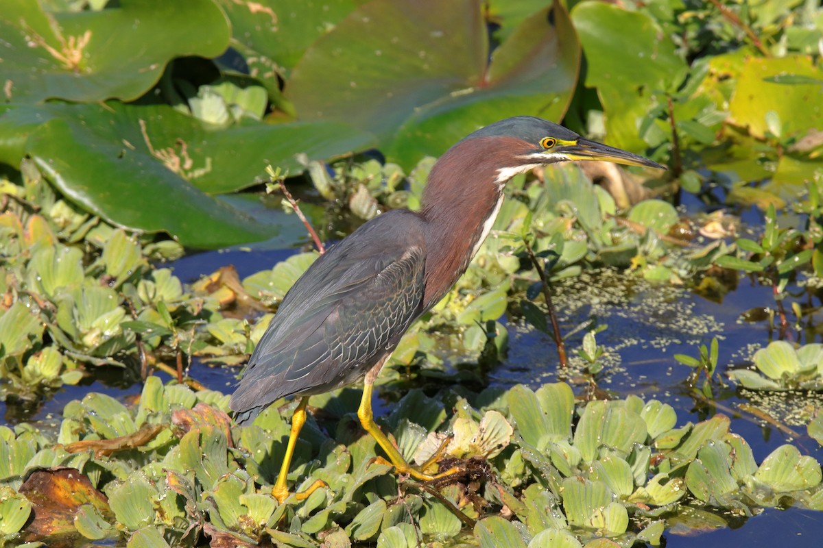 Green Heron - ML647590567