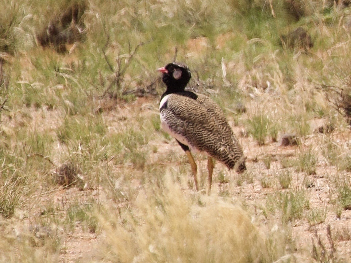 Black Bustard - ML647590568