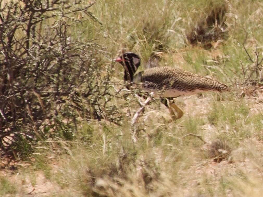 Black Bustard - ML647590569