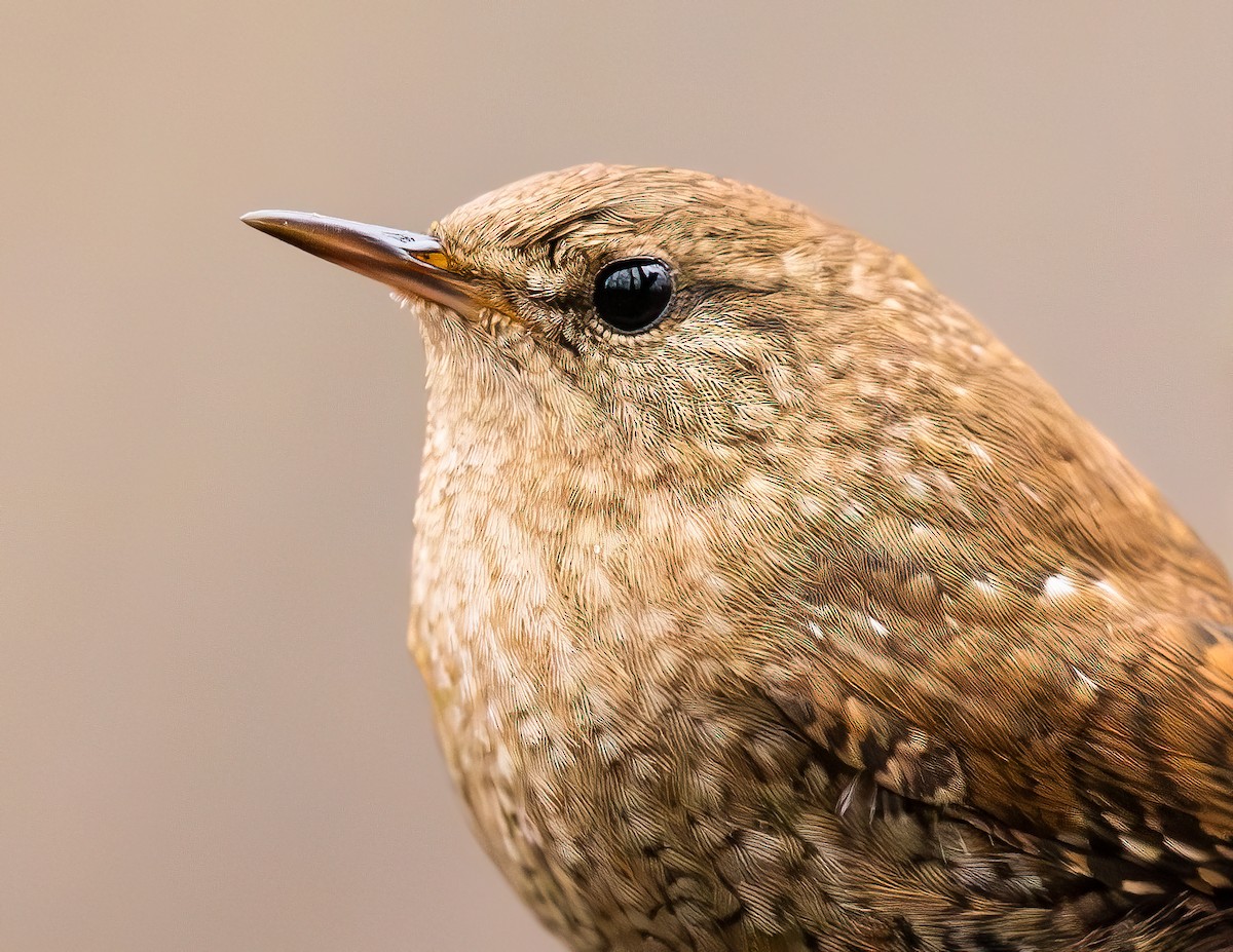 Winter Wren - ML647590571