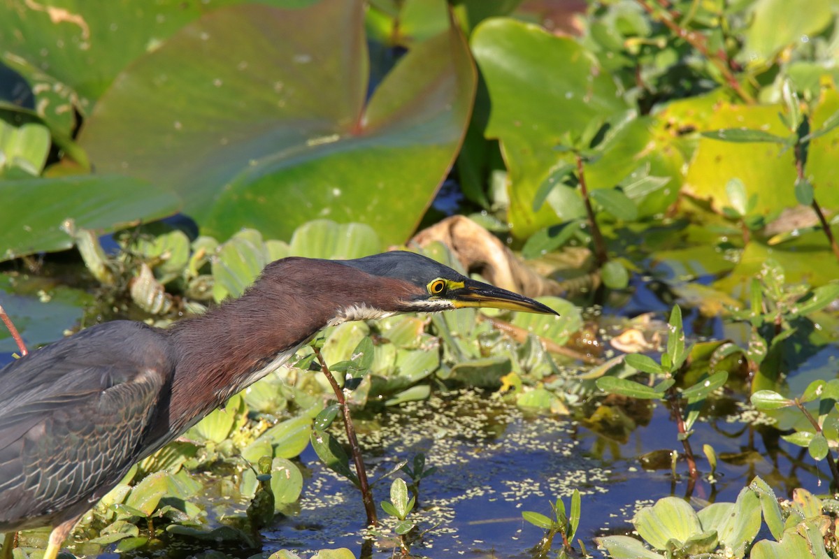 Green Heron - ML647590572