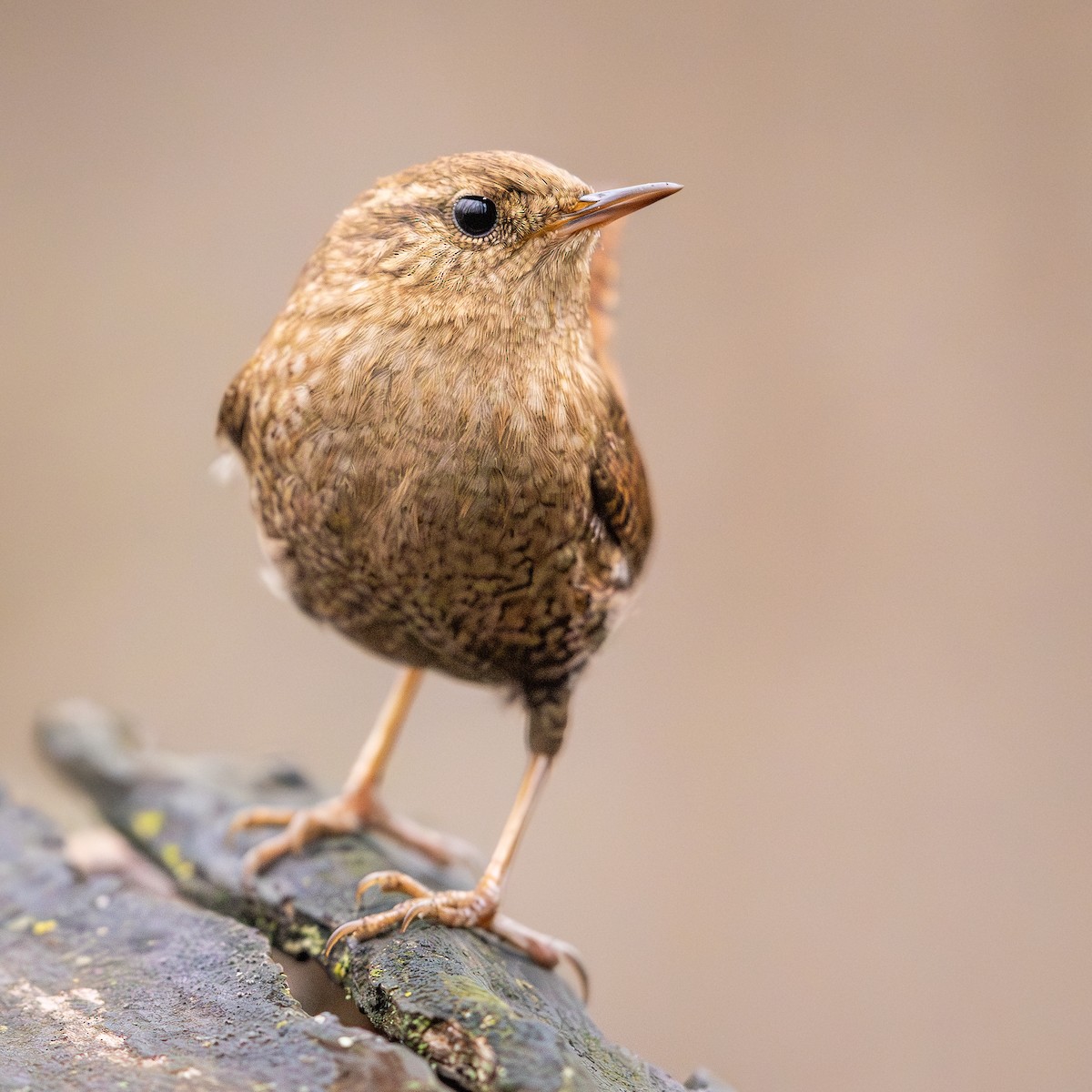 フユミソサザイ - ML647590573