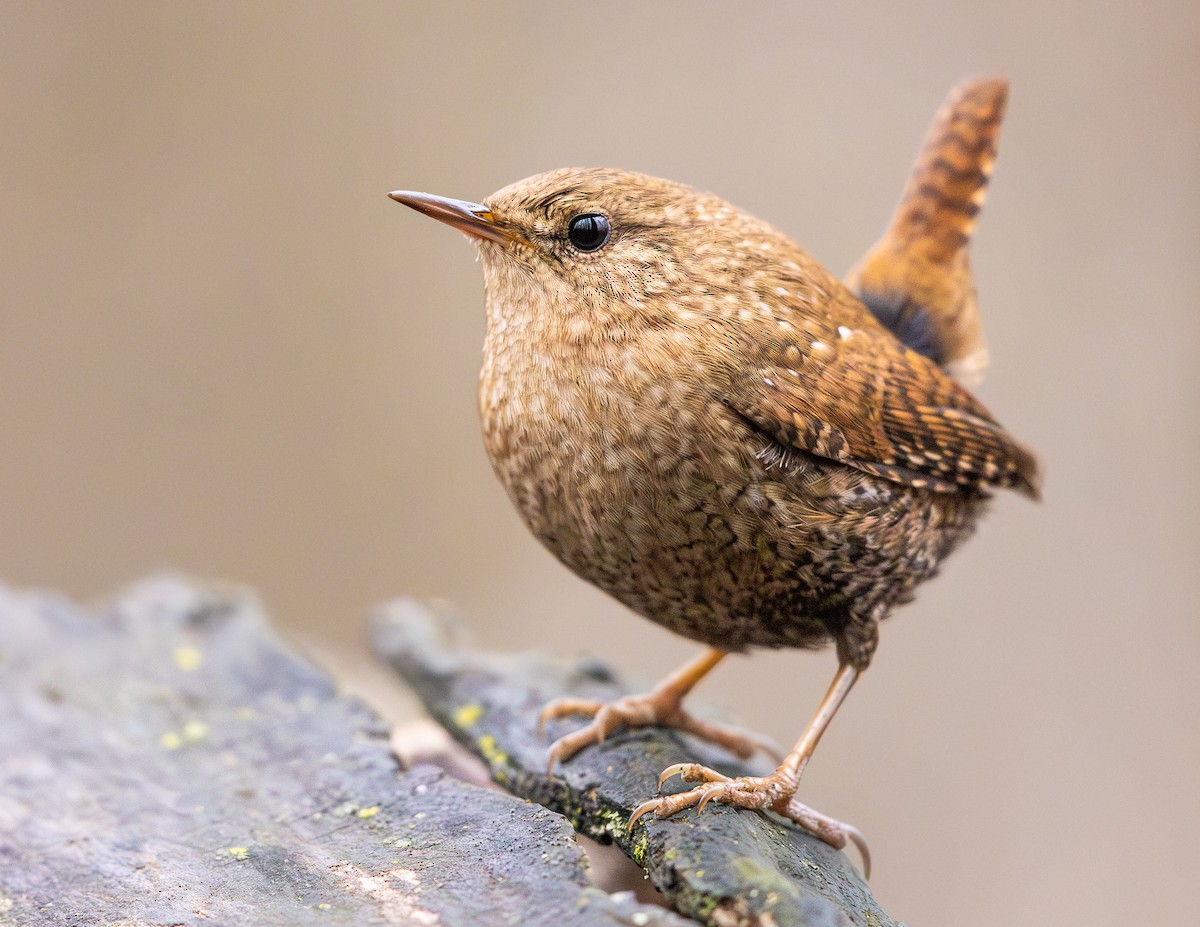 フユミソサザイ - ML647590574