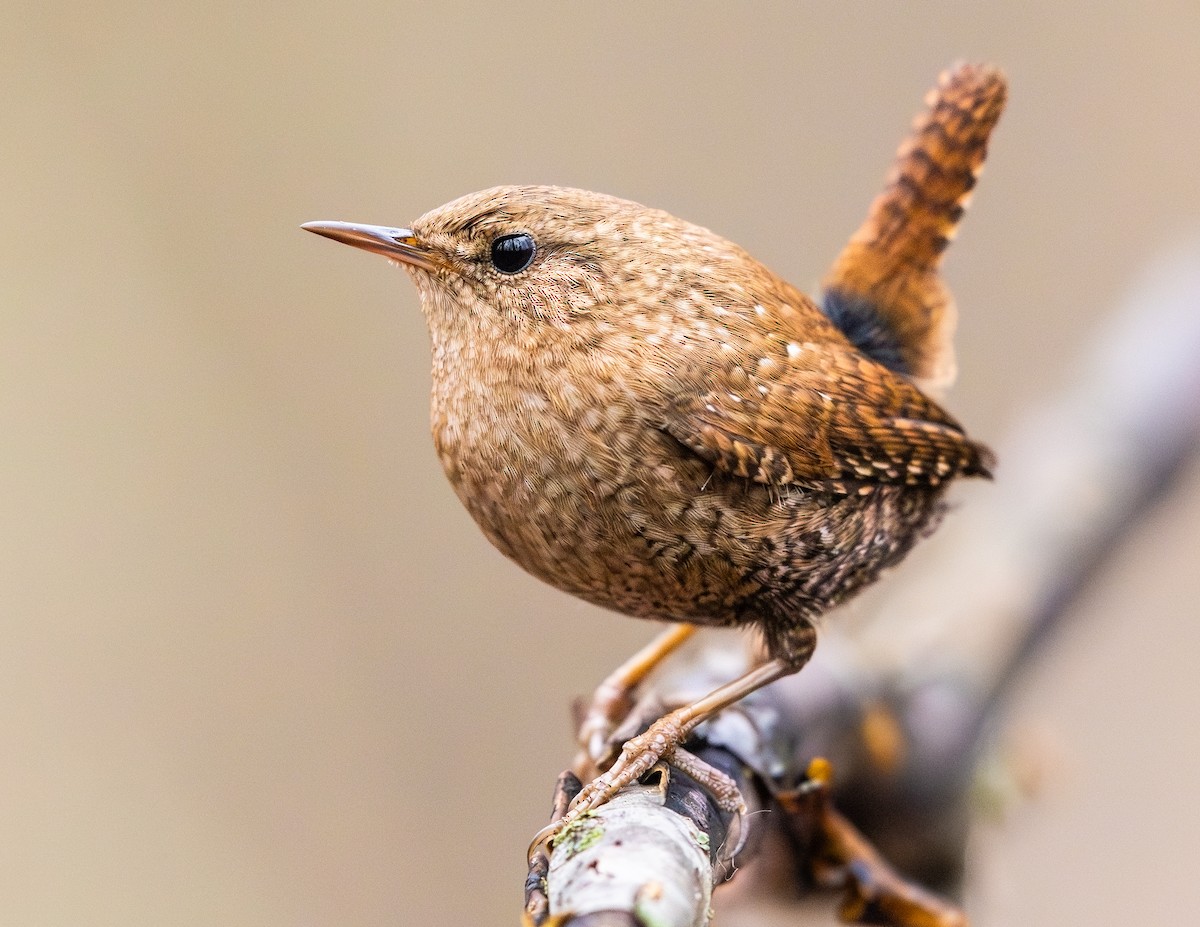 フユミソサザイ - ML647590575