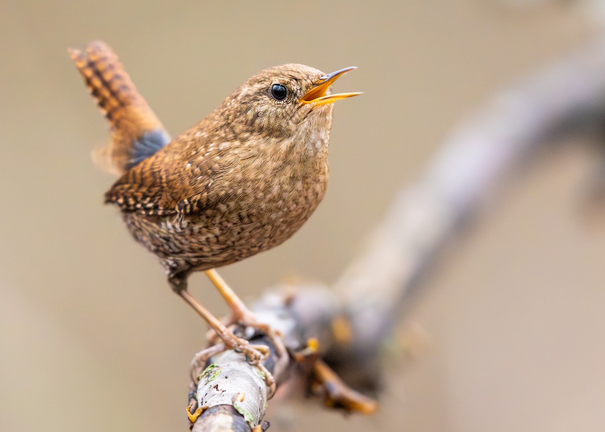 フユミソサザイ - ML647590576