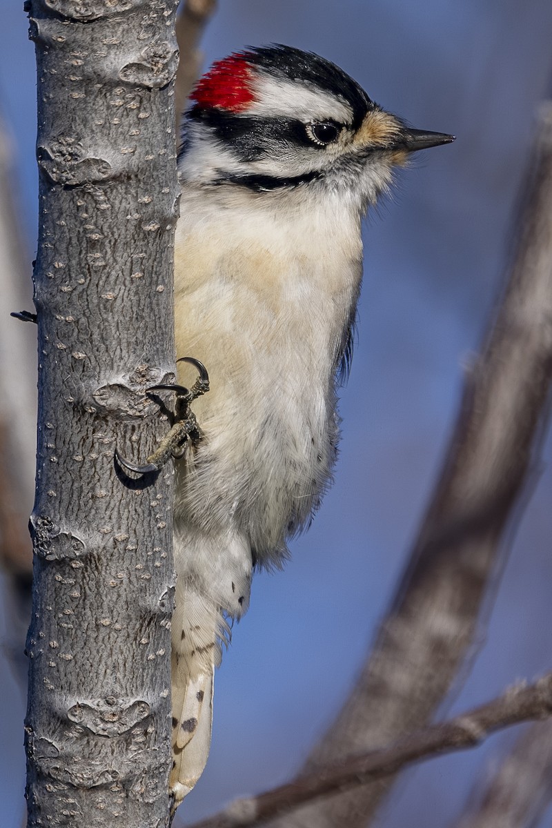 Downy Woodpecker - ML647590577