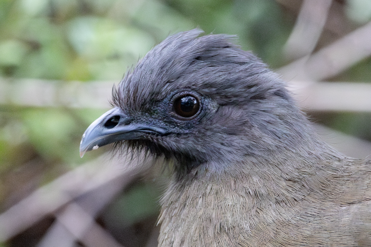 Plain Chachalaca - ML647590579
