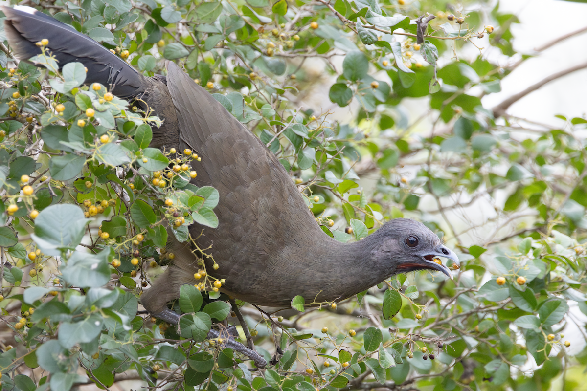 Plain Chachalaca - ML647590581