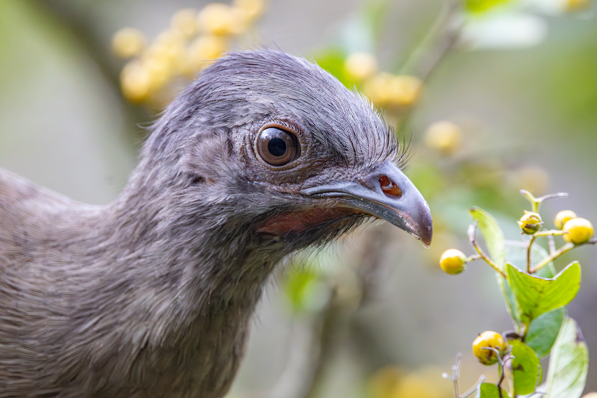 Plain Chachalaca - ML647590582
