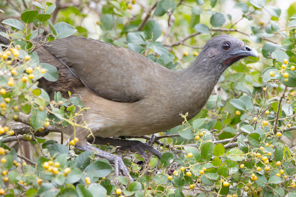 Plain Chachalaca - ML647590583