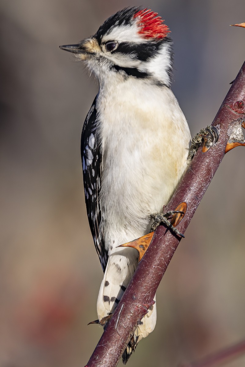 Downy Woodpecker - ML647590584
