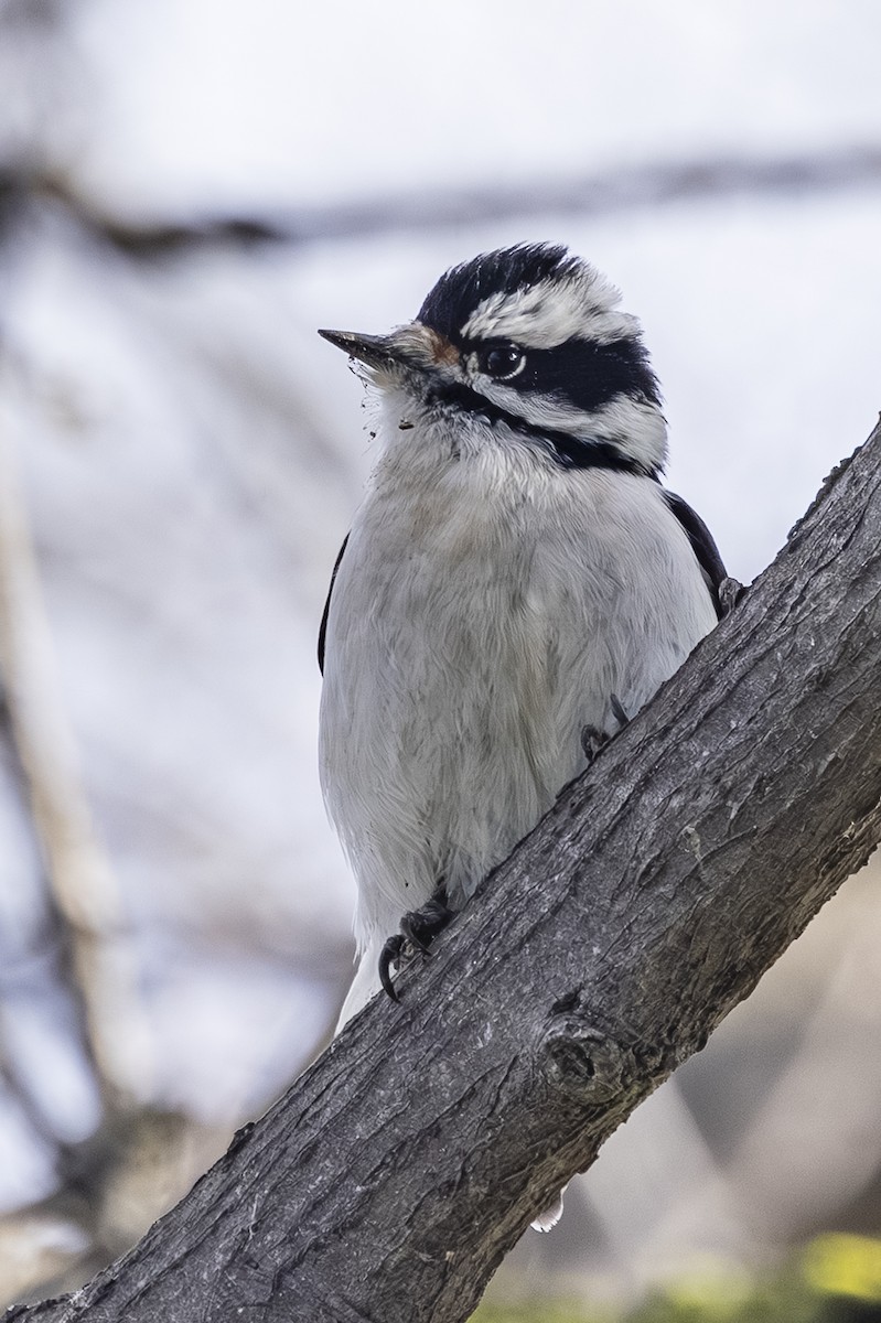 Downy Woodpecker - ML647590585