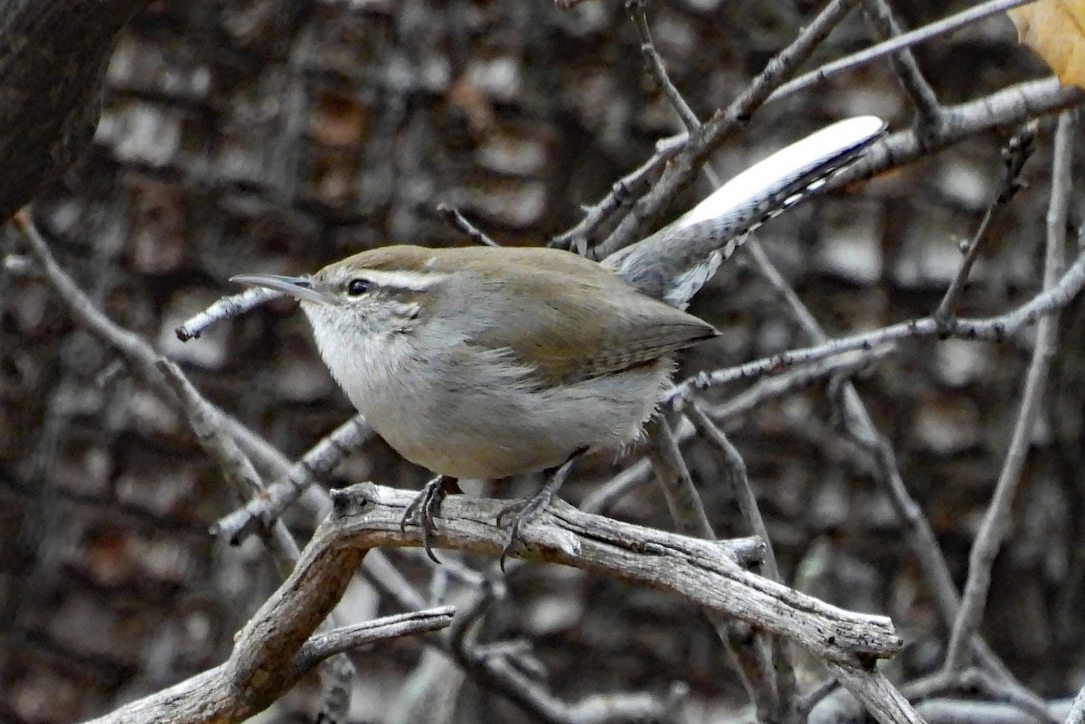 Длиннохвостый крапивник - ML647590586