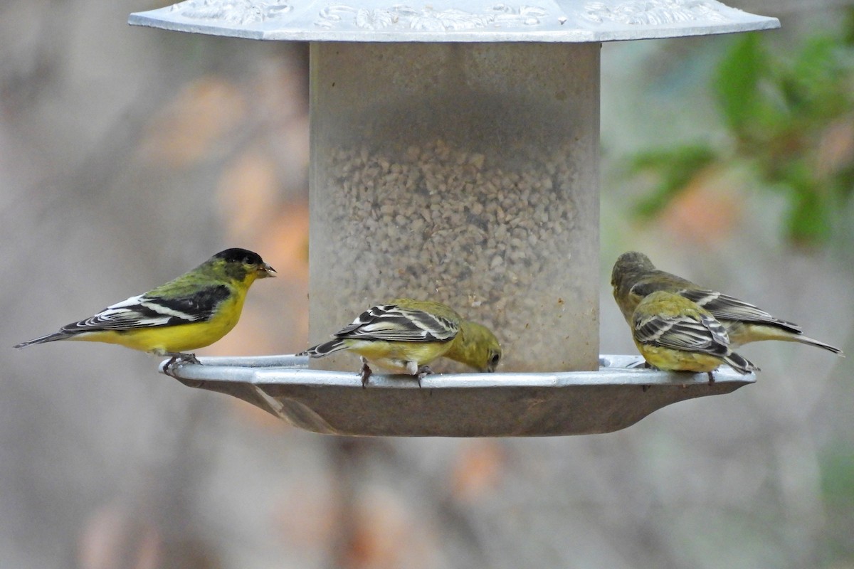 Lesser Goldfinch - ML647590611