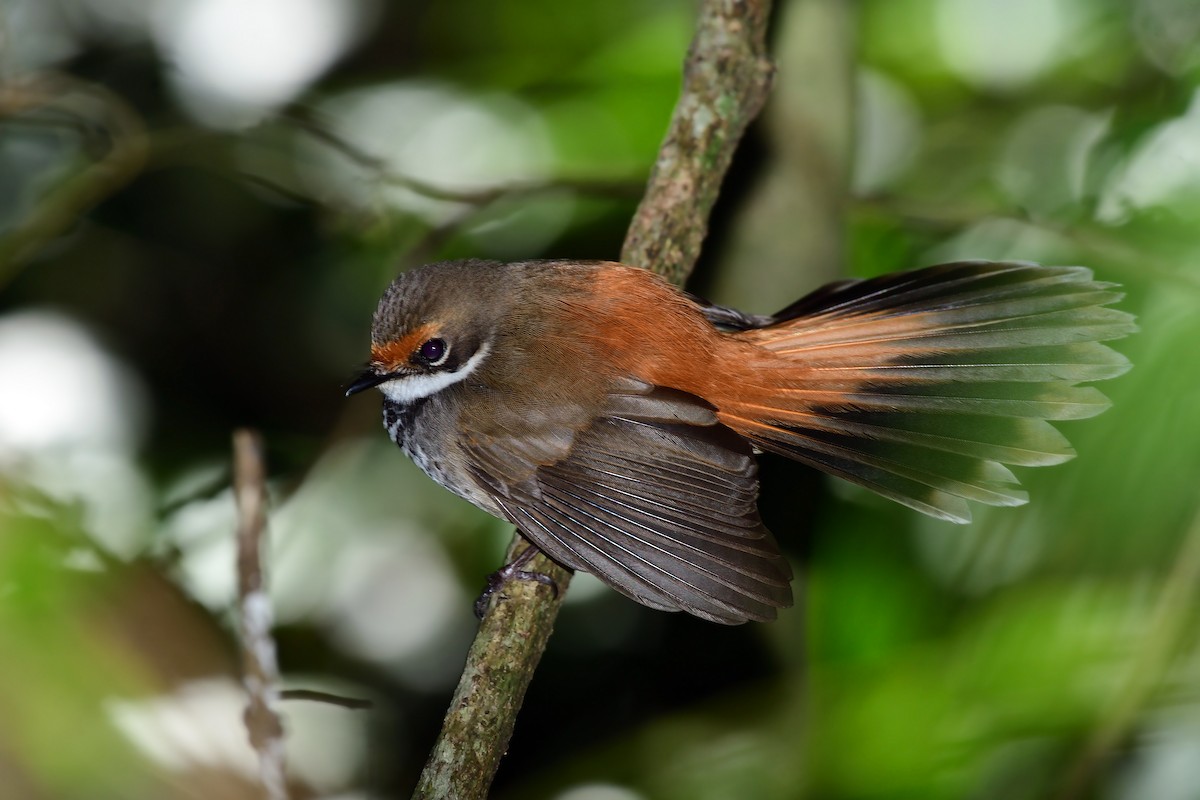 Australian Rufous Fantail - ML647590620