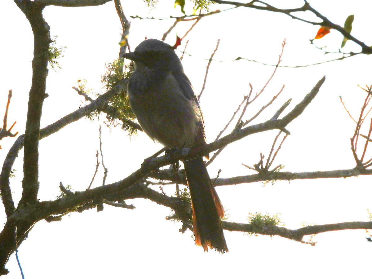Florida Scrub-Jay - ML647590627